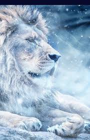 Frost Lion Animal Wallpaper Beast Wallpaper Lion