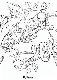 The daintree rainforest is the largest rainforest in australia and the oldest rainforest in the world. Rainforest Colotring Pages Rainforest Animals Zoo Animal Coloring Pages Enchanted Forest Coloring Book