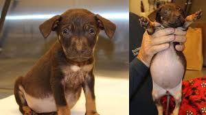 Parents on premises to meet. Puppies For Sale Near Me On Craigslist Off 76 Www Usushimd Com