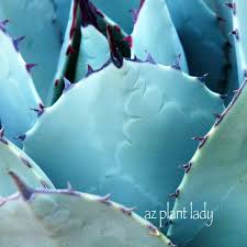 To start off with, they're not really thorns. Agave Americana Archives Ramblings From A Desert Garden