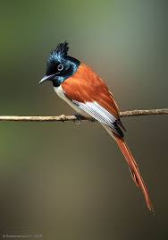 Asian Paradise Flycatcher Terpsiphone Paradisi Rajskaya Muholovka Flycatcher Male Bird Pretty Birds