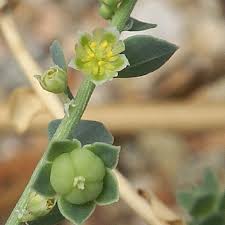 Image result for Andrachne