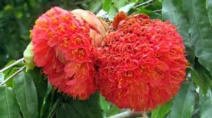 Image result for Gilbertiodendron dewevrei