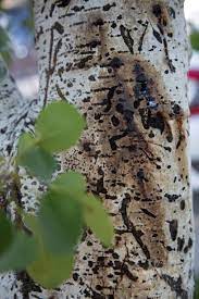 Their unsightly, blackened foliage drops early, slowing the tree's growth, and the leaves. Your Guide To Utah Aspen Tree Problems Stewart S Lawn
