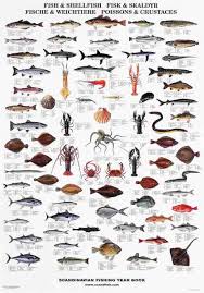Fish And Shellfish Of The North Atlantic