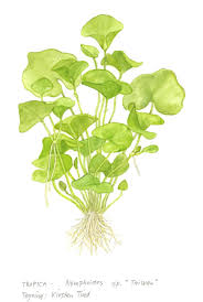 Image result for Nymphoides thunbergiana