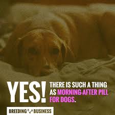 The Morning After Pill For Dogs Explained Demystified