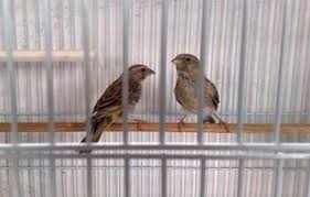Lovebird betina sering menggigit benda yang yang ada di sekitarnya, termasuk benda yang akan di masukan ke sangkarnya. Harga Blackthroat Jantan Dan Betina Hewan Lif Co Id