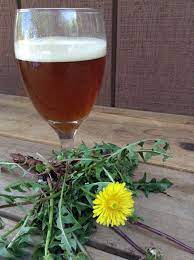 Dandelion Beer Recipe Dandelion Beer Recipe Beer Recipes Home Brewing Beer