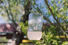 Glass wasp traps work pretty well at drawing wasps, yellowjackets, and hornets away and trapping them safely in a container where they can later be safely disposed. How To Make A Diy Wasp Trap