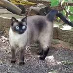 Traditional Applehead Siamese Cats and Kittens – Breeder ...
