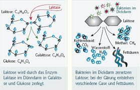 Laktose Intoleranz Milchzucker Unvertraglichkeit Laktasemangel Bgv Info Gesundheit E V
