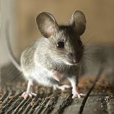 We have over 19 years experience, and have helped over 20,000 homeowners and businesses with pest extermination and other pest control. Rodent Pest Control In Elk Grove And Surrounding Area