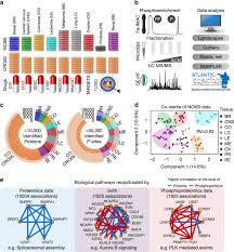 Maybe you would like to learn more about one of these? Proteome Activity Landscapes Of Tumor Cell Lines Determine Drug Responses Nature Communications