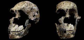 Two recent hominin species that we haven't recovered dna from yet. Aufgabe Abitur Homo Naledi Disappointment Homo Naledi Is Younger Than Previously Homo Naledi Extinct Species Of Hominin Known From 1 500 Fossil Specimens From A Cave Complex In South Africa Roda Dunia