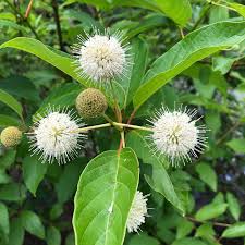 Image result for Cephalanthus