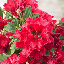 Rhododendron Red Jack Yakushimanum Rhododendron Shrubs Evergreen Shrubs Plants