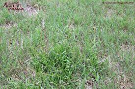 Image result for Kyllinga