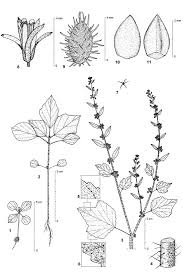 Image result for Triumfetta pentandra