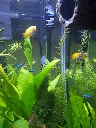 What Fish Can Live With Bettas? Full Tank Mate List (Proven)