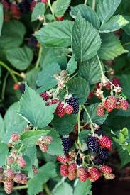 A Country Farmhouse September 2012 Wild Berry Berries Wild Food