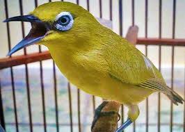 Kicau burung trucukan gacor 3.0 free. Suara Burung Pleci Untuk Masteran Komplit Semua Jenis Situs Referensi Hobi Burung Lovebird Indonesia Terpercaya