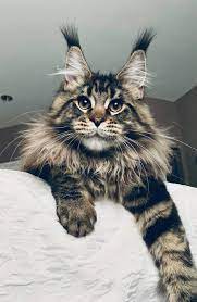 Common kidney problems in maine coon cats. Maine Coon Cats Panosundaki Pin