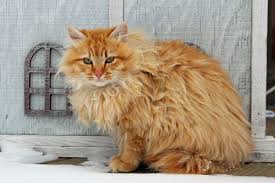 Read about the maine coon cat breed including facts, history, personality traits, and what it's like to live with one. The Unique Charm Of Maine Coon Cats What Sets Them Apart From Other Cats Mainecoon Org