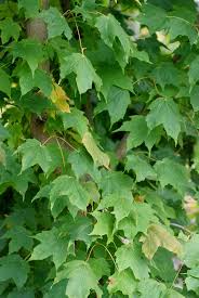 Image result for Deinbollia kilimandscharica