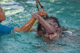 Emotional video unity (embeds of your videos). Injured Baby Elephant Learns To Walk Again In Water
