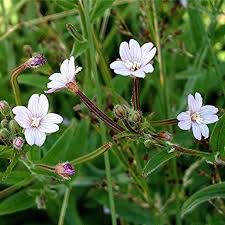 Image result for Eriosema parviflorum