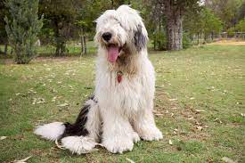 The old english sheepdog, as the name suggests, originated from england in the early 1800's. Old English Sheepdog Can A Lovable Shaggy Dog Be Aggressive K9 Web