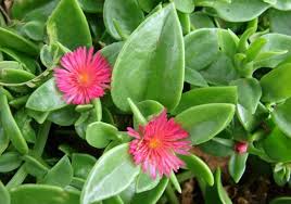 Image result for Barleria crossandriformis