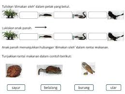 Soalan fokus upsr sains 2020 (tahun 5). Dapatkan Latihan Sains Tahun 5 Yang Hebat Khas Untuk Guru Guru Perolehi Contoh Resume Cover Letter Curriculum Vitae Terbaik
