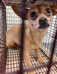 The city of san bernardino animal control shelter receives animals daily to the shelter. San Bernardino City Shelter Save Sbc Shelter Friends Facebook
