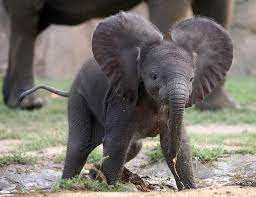 Check spelling or type a new query. Real Emergency Puppy On Twitter How About A Baby Elephant Today Http T Co Lwz5oqwd