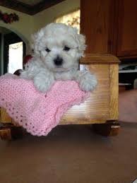 But this is by no means a certainty. Maltipoo Puppies Pets And Animals For Sale Indiana