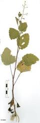 Image result for Dichrocephala integrifolia