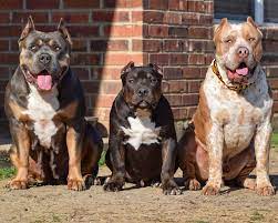 We Are The Incredibullz American Bully Breeders Specializing In Xl Pitbull Puppies And Xl Bully Puppie Pitbull Puppies For Sale Pitbull Puppies American Bully