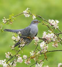 Vous vous demandez quels sont les oiseaux qui chantent la nuit ? Oiseaux Qui Chante Le Matin Au Jardin Le Blog D Ici