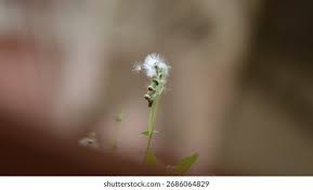 Image result for Crassocephalum radiatum
