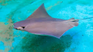 Image result for Stingray
