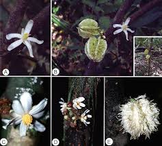 Image result for Achariaceae