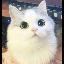 pin by sylva greco on cat person cute animals baby animals cute cats and kittens