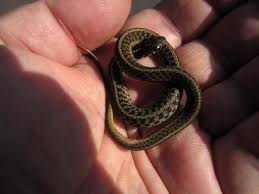 30 Amazing Garter Snake Pictures Slodive Snake Baby Garter Snake Garter