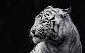Lion Black And White Wallpapers 1080p On Wallpaper 1080p Hd Tiger Wallpaper Animal Wallpaper Animals