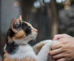 Pin On All About Cats