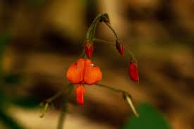 Image result for Hylodesmum repandum