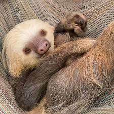 Pin By Judith Ewton On Animals Baby Sloth Sloth Little Babies
