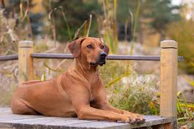 Image result for rhodéský ridgeback